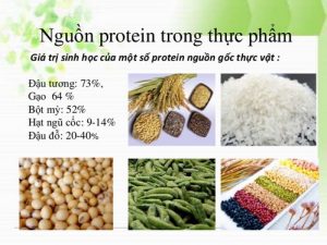 protein thực vật